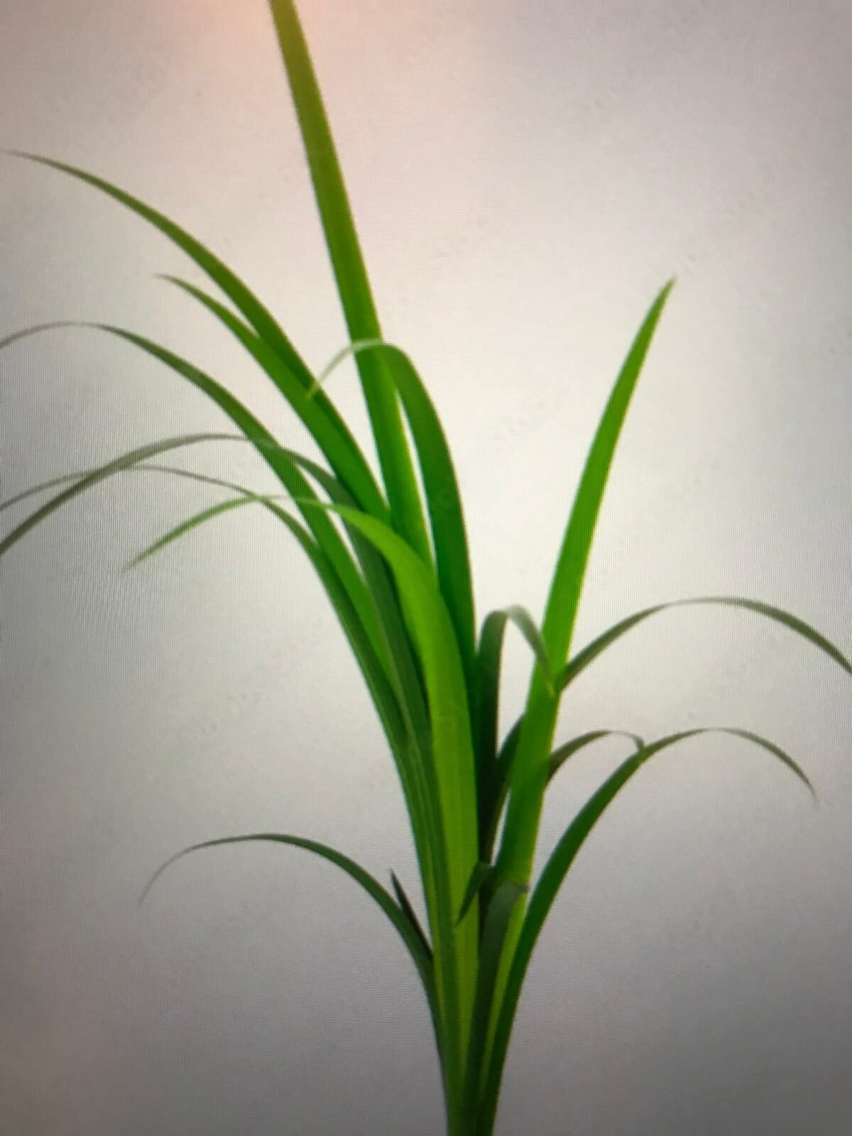 森（もり）と淼（みず）と众（ぴとぅ/【ひと】）